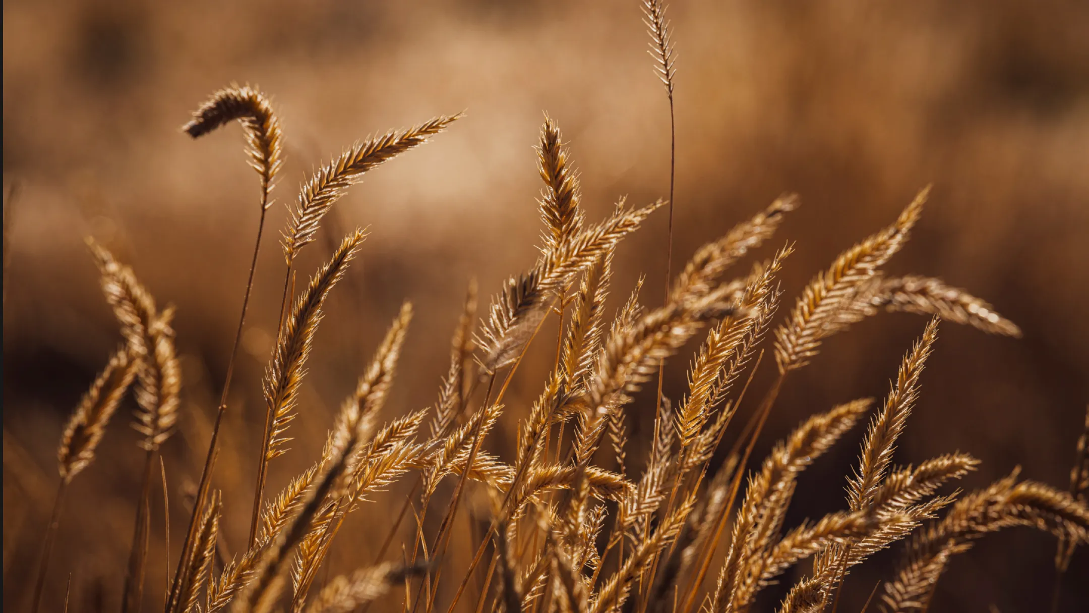 Golden wheat field in sunlight view from Baldhead Cabinets company